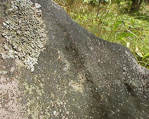 Lichen on rock